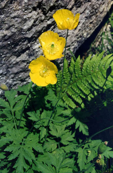 Meconopsis cambrica